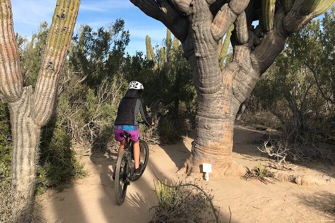 Guided Cactus Forest Mountain Bike Experience in La Ventana - An In-Depth Look at the Guided Cactus Forest Mountain Bike Tour