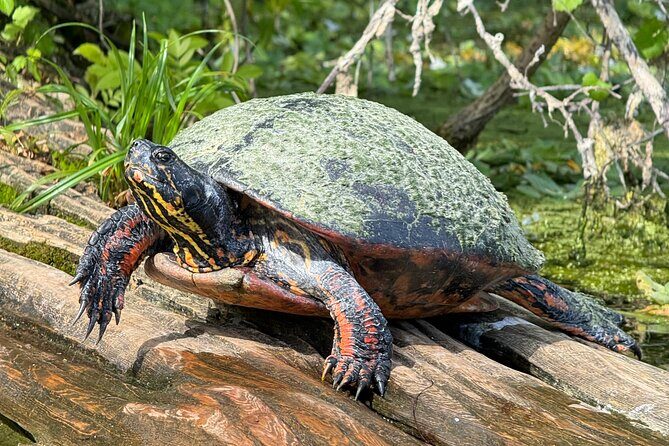 Guided Clear Kayak Tours on the Silver River - Who Will Love This Tour?