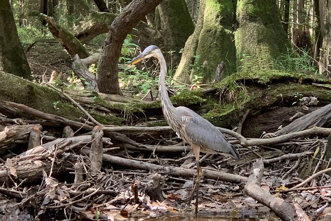 Guided Congaree National Park Kayak Tour - An In-Depth Look at the Congaree National Park Kayak Tour