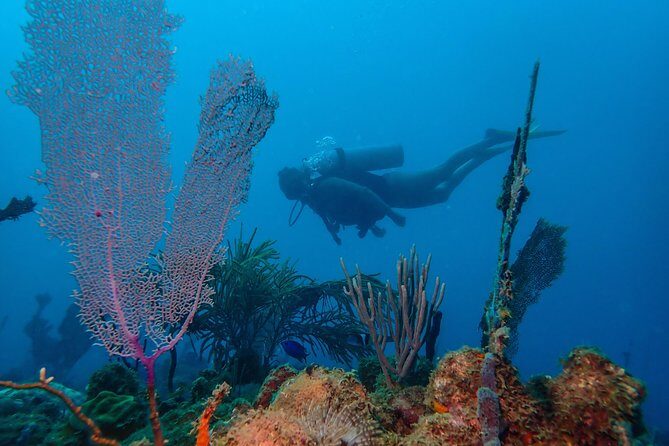 Guided Coral Reef Scuba Tour / 1 tank (Certified Divers Only) - Discovering Puerto Rico’s Underwater Charm: A Review of the Guided Coral Reef Scuba Tour