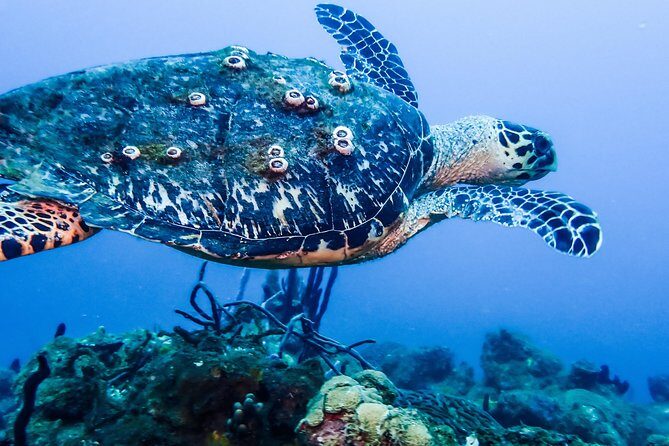 Guided Coral Reef Scuba Tour / 1 tank (Certified Divers Only) - Key Points