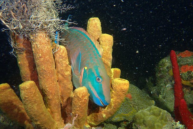 Guided Coral Reef Scuba Tour / 1 tank (Certified Divers Only) - Extra Options and Considerations