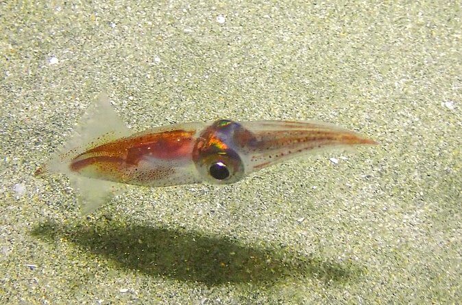 Guided Coral Reef Scuba Tour / 1 tank (Certified Divers Only) - The Sum Up