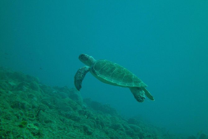 Guided Coral Reef Snorkeling Tour - What to Expect from the Snorkeling Tour