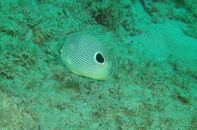 Guided Coral Reef Snorkeling Tour - Authentic Experiences and Traveler Feedback