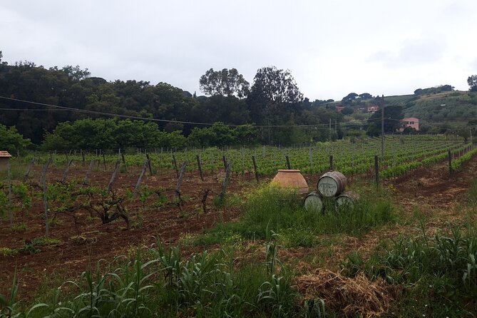 Guided Cycle Tourism Wine Tour by E-Bike on the Island of Elba Arrighi - Scenic Views