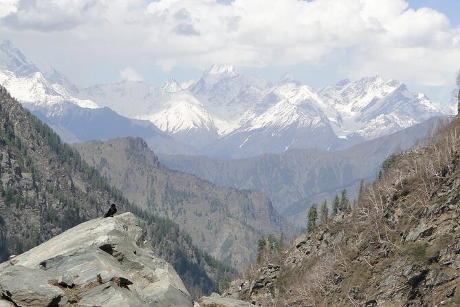 Guided Day Hike to Guna Devi Temple From Mcleodganj - Customer Reviews and Feedback