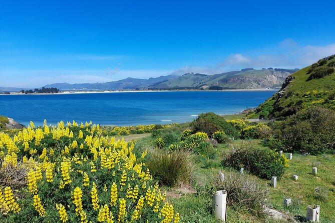 Guided Evening Penguin Viewing Otago Peninsula, Dunedin, New Zealand - Pricing Details