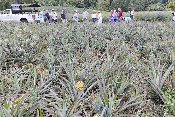 Guided Excursion in 4x4 in Moorea between Land and Sea - Who Will Love This Tour?