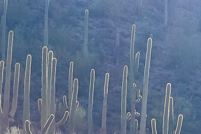 Guided Hike in the Sonoran Desert - The Sum Up: Is This Desert Hike Worth It?