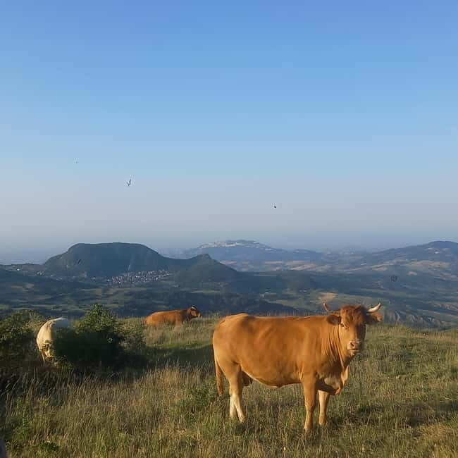 Guided hike on Mount Carpegna - The Itinerary: Breaking Down the Experience
