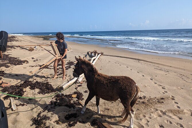 Guided Hike with Miniature Donkeys to a Secluded Beach - Key Points