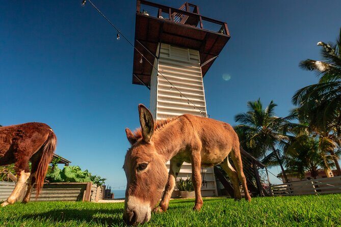 Guided Hike with Miniature Donkeys to a Secluded Beach - What’s Included and What to Bring