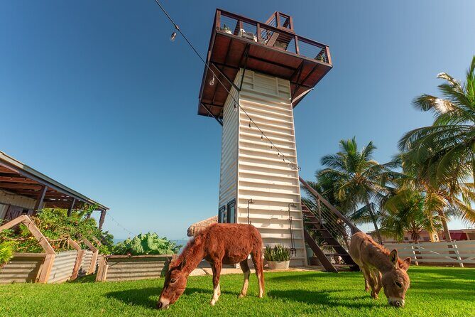 Guided Hike with Miniature Donkeys to a Secluded Beach - Pricing and Value