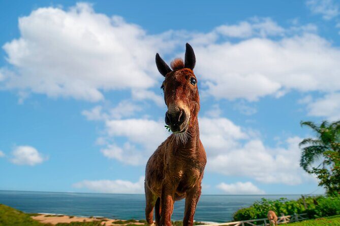 Guided Hike with Miniature Donkeys to a Secluded Beach - The Practical Bottom Line