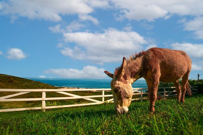 Guided Hike with Miniature Donkeys to a Secluded Beach - Who Will Love This?