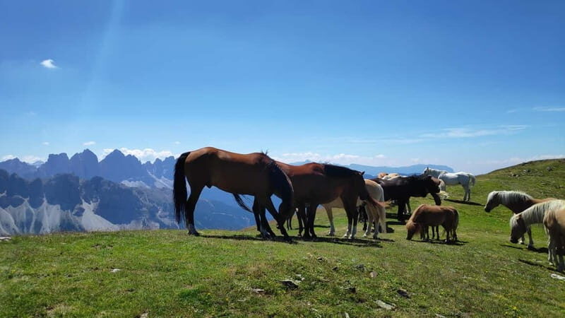 Guided hiking tour in South Tyrol and the Dolomites with IML hiking guide - FAQ