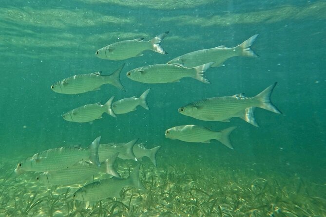 Guided Jet Snorkel Experience, Free Videos in West Palm Beach - Unique Tour Features