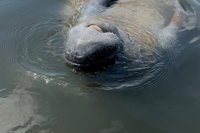 Guided Kayak Experience at EG Simmons Park - Key Points