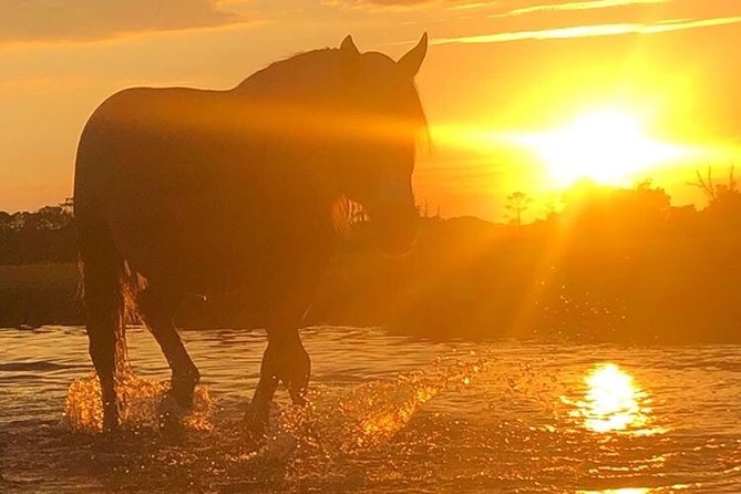 Guided Kayak Tour to See Ponies, Birds, Dolphins and More - Wildlife Sightings and Encounters