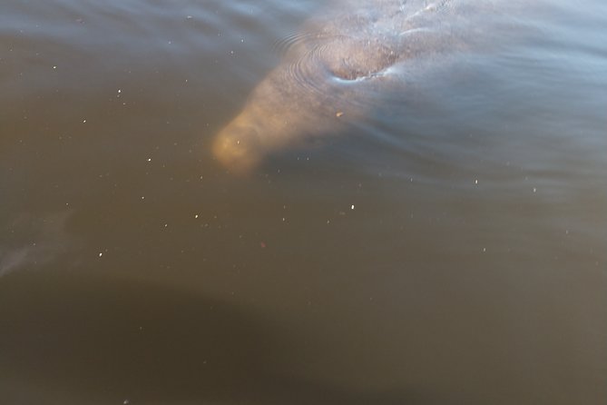 Guided Kayak Tour With Manatee & Dolphin Sightings - What to Bring