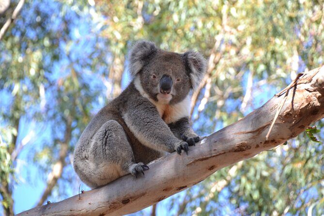 Guided Koala Walk and Bushfire ecology tour - Insights from Reviewers