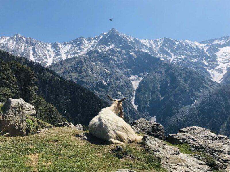 Guided Lama Dugh Hike in Manali - Booking Process and Information