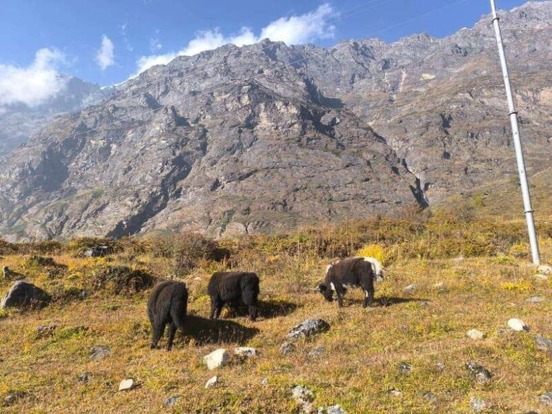 Guided: Langtang Valley Trek - 8 Days - Why This Trek Is a Great Deal