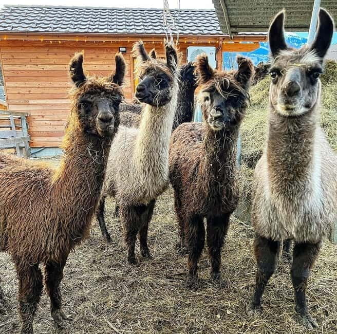 Guided llamawalk with a traditional, homemade cheesefondue - FAQ