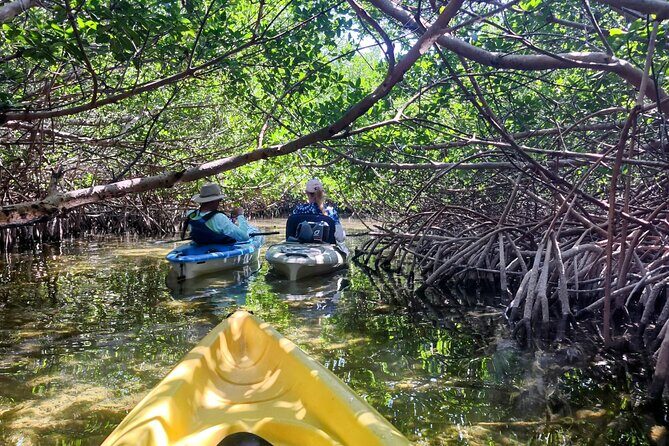 Guided Mangrove Eco Tours Kayak or Paddleboard Adventure - Why This Tour Stands Out