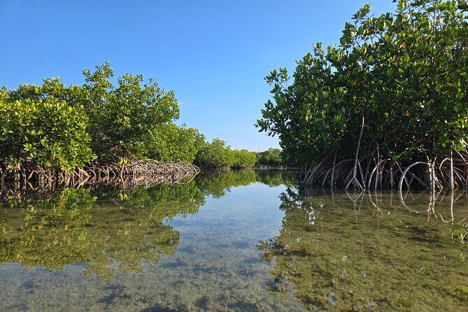 Guided Mangrove Eco Tours Kayak or Paddleboard Adventure - Practical Details and Considerations