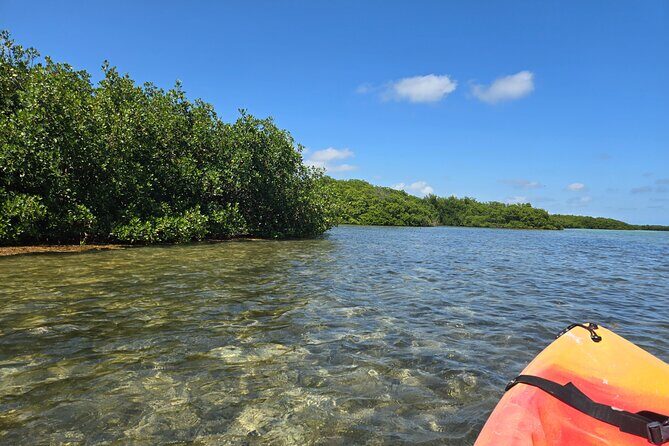 Guided Mangrove Eco Tours Kayak or Paddleboard Adventure - Who Will Love This Tour?