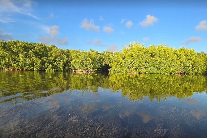 Guided Mangrove Eco Tours Kayak or Paddleboard Adventure - The Sum Up