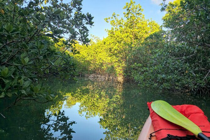 Guided Mangrove Eco Tours Kayak or Paddleboard Adventure - FAQ