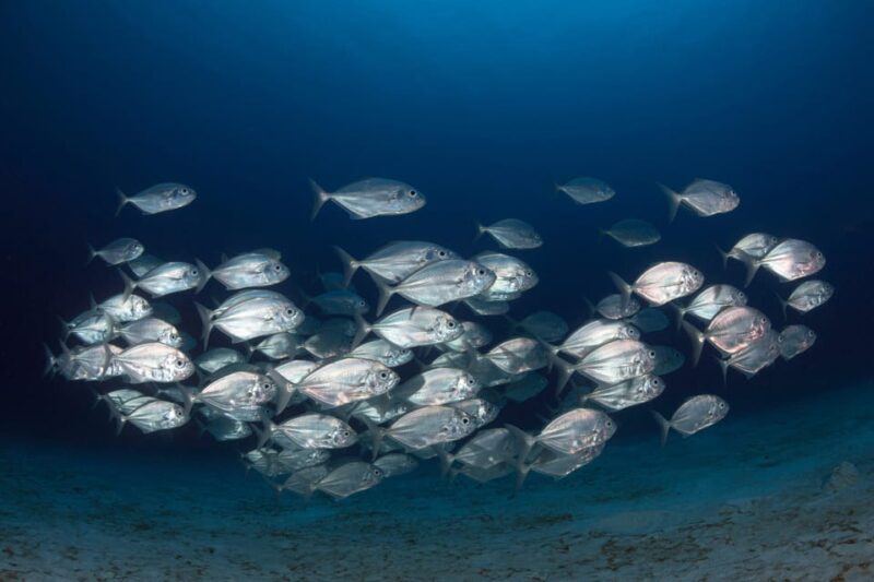 Guided Marine Life Excursion in Estepona - Educational Component