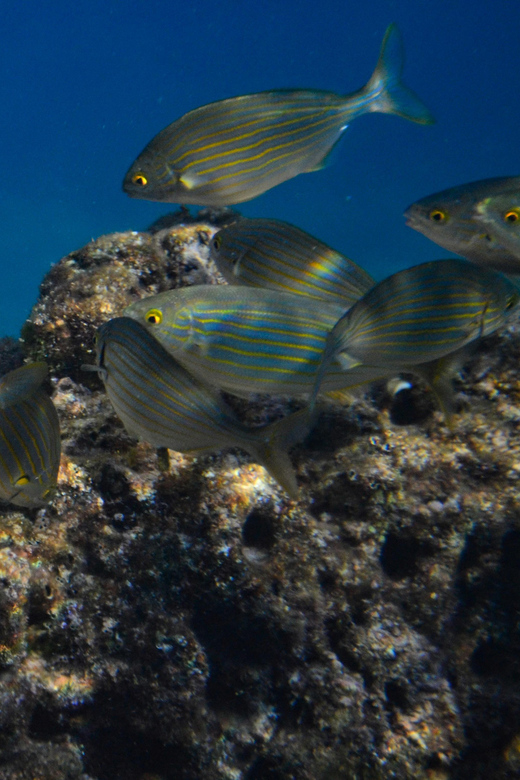 Guided Marine Life Excursion in Estepona - Included Amenities