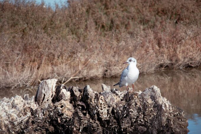 Guided Marine Life Excursion in Estepona - Booking Information