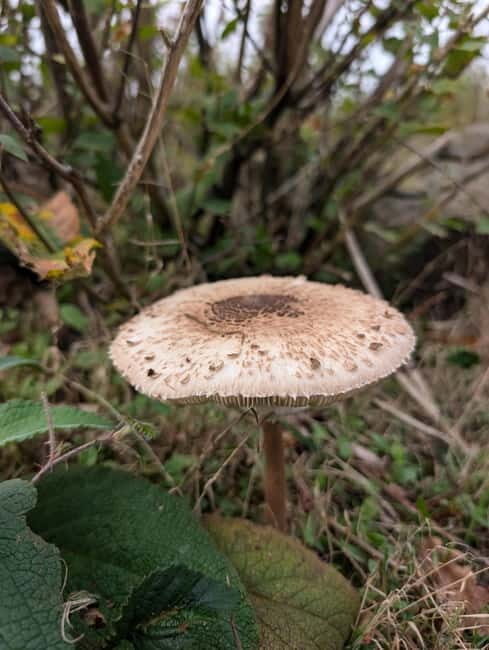 Guided Nature Tour: Pilgrims Way & Bigbury Fort - Key Points