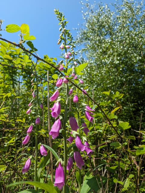 Guided Nature Tour: Pilgrims Way & Bigbury Fort - Frequently Asked Questions