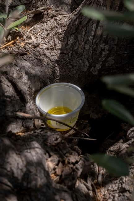 Guided oil tasting with tour of olive grove in Agrigento - Key Points