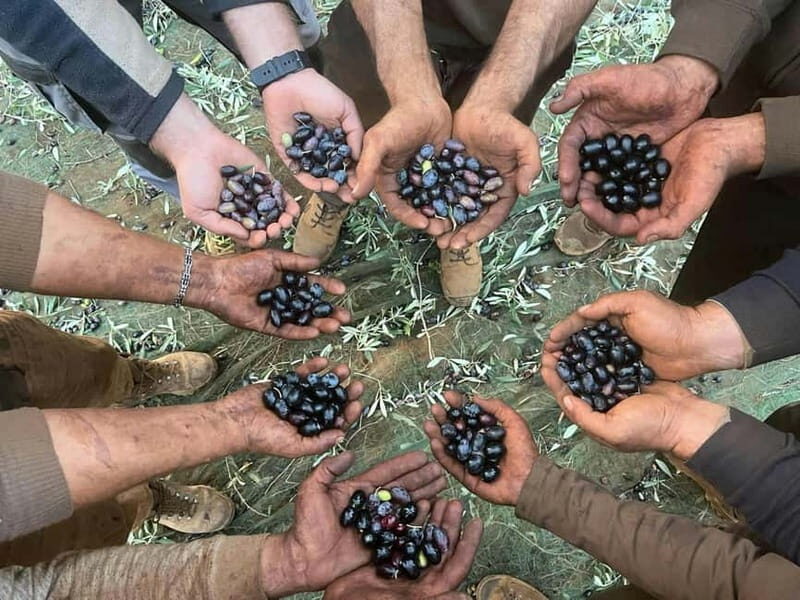 Guided Olive Oil Farm, Calabrian Lunch & Nicotera Tour - Key Points