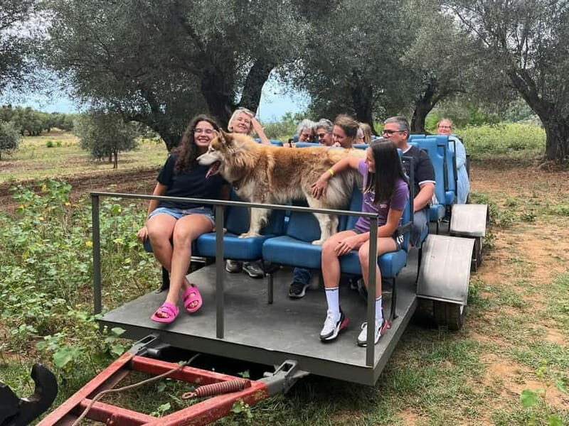 Guided Olive Oil Farm, Calabrian Lunch & Nicotera Tour - FAQ