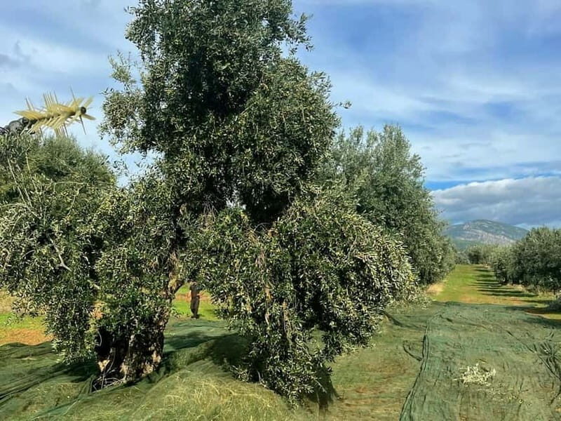 Guided Olive Oil Farm, Calabrian Lunch & Nicotera Tour - Final Thoughts
