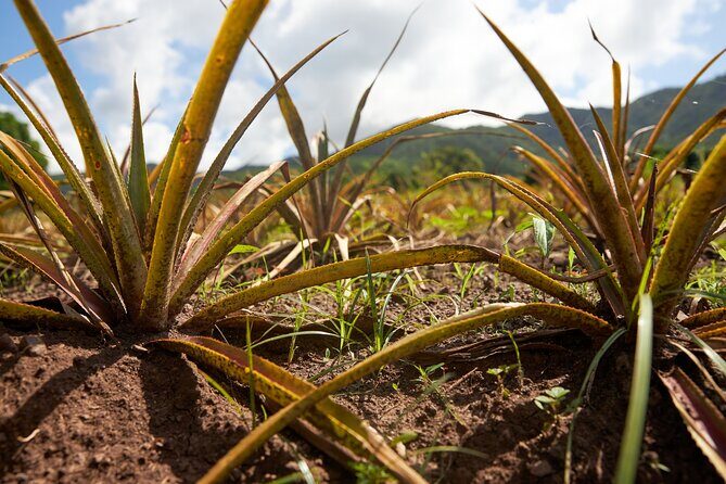 Guided Orange Valley Bike and Hike - What You Should Know Before Booking  