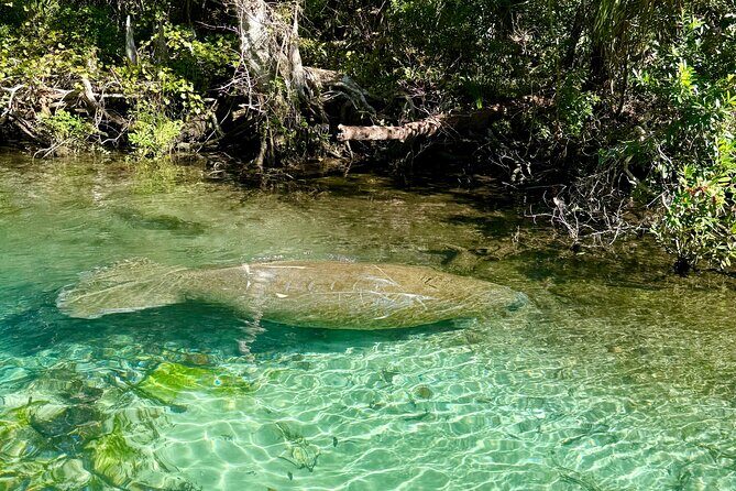 Guided Paddleboard Adventure on Weeki Wachee Springs - Key Points