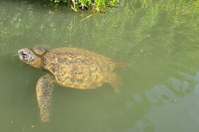 Guided Paddleboard and Kayak Tour on the Anahulu River - Who Will Love This Tour?