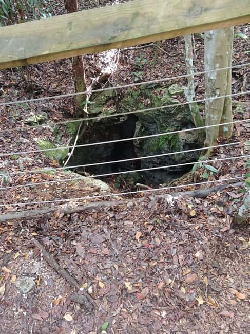 Guided Primeval Nature Walk Tour - Key Points