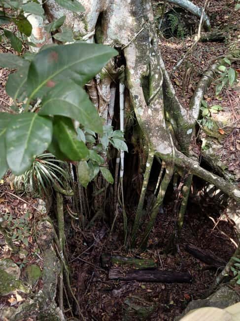 Guided Primeval Nature Walk Tour - Starting Point and Transportation