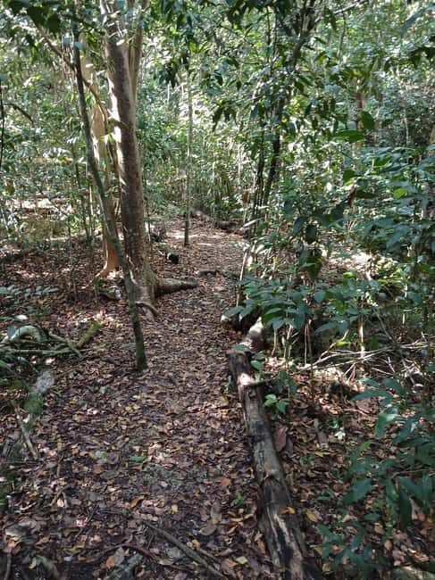 Guided Primeval Nature Walk Tour - Practical Tips for Travelers