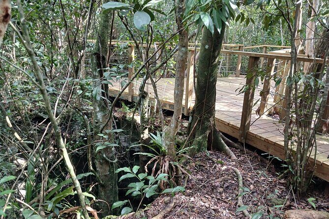 Guided Primeval Nature Walk Tour in Primeval Forest National Park - Stop 3: Clifton Heritage National Park